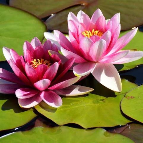 Stix And Wix Candle Lotus Flower 300ML